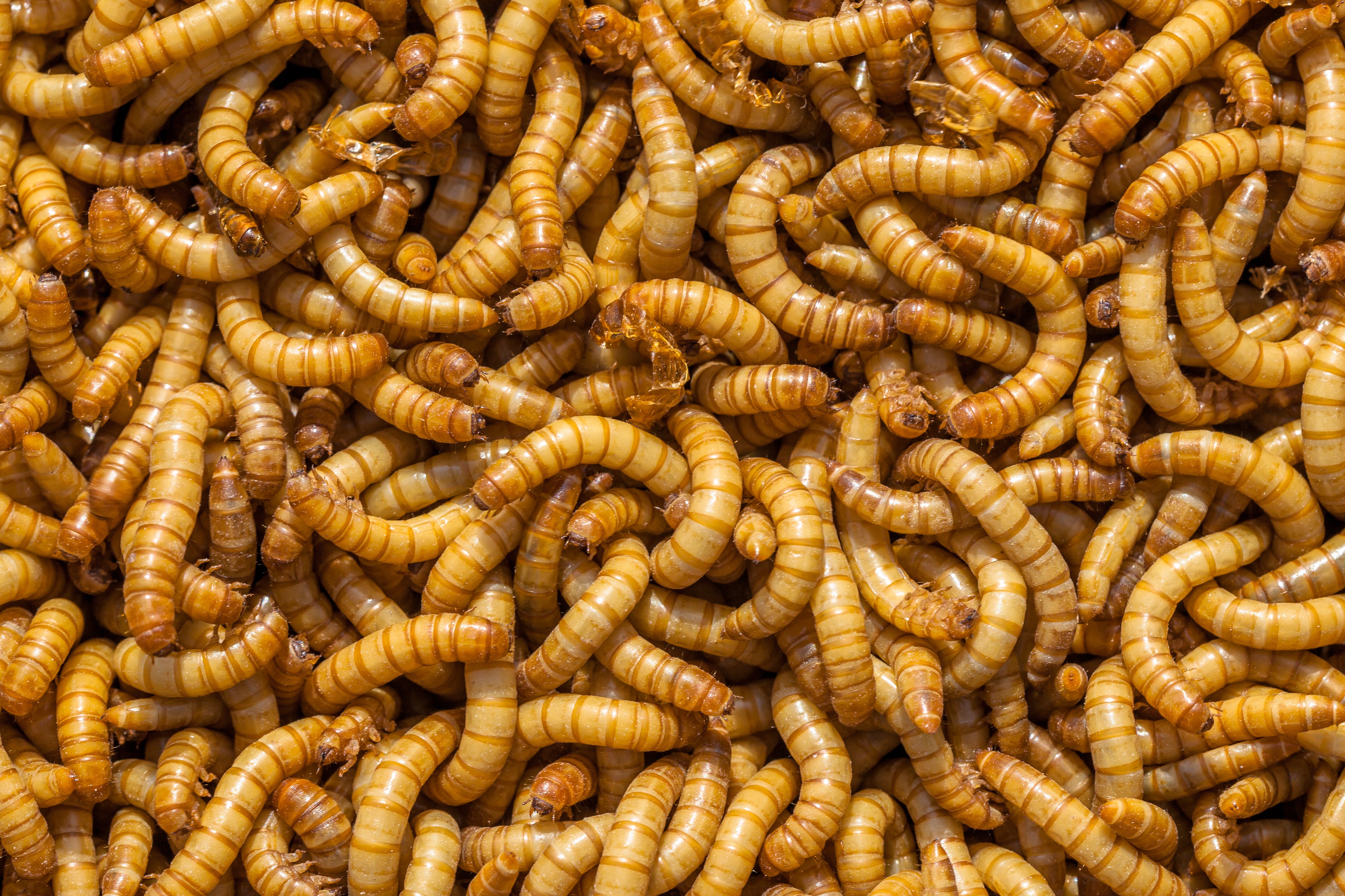 http://www.dubideli.com/cdn/shop/articles/mealworms.jpg?v=1673215276