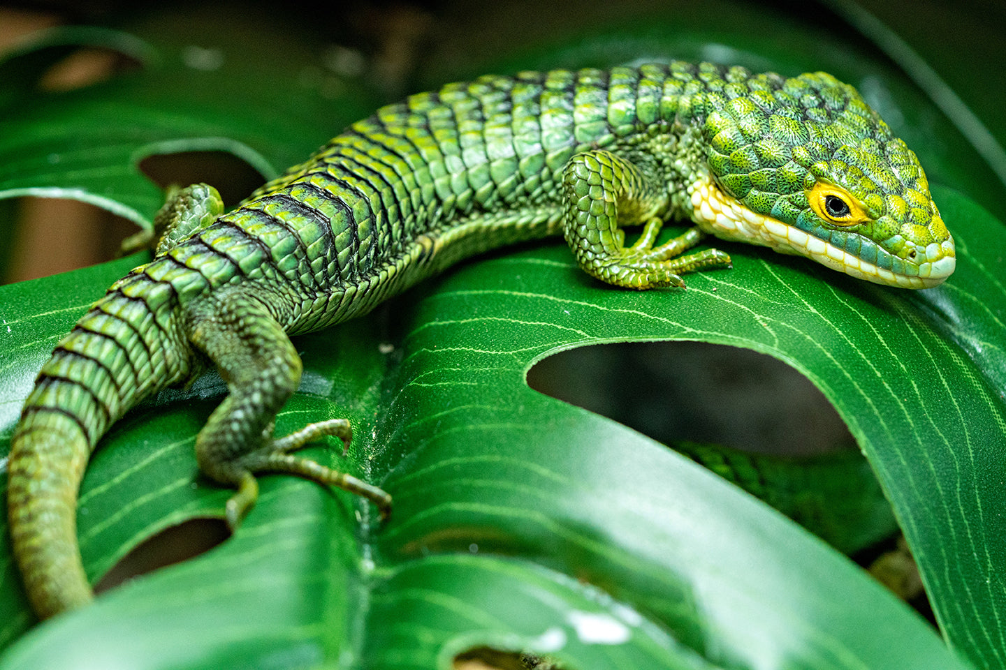 What You Need To Know About Mexican Alligator Lizard