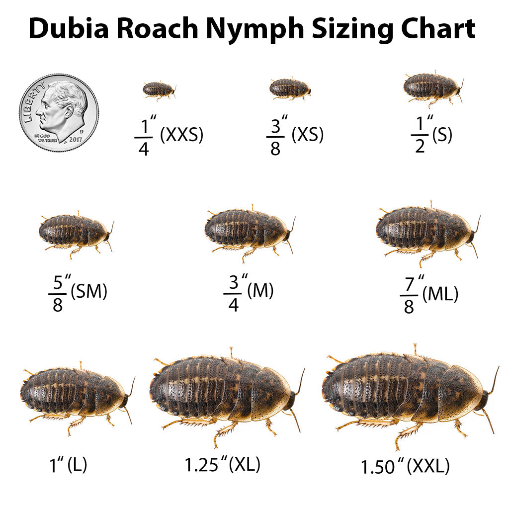 Dubia Roaches (Bulk)