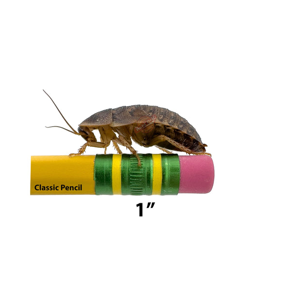 Dubia Roach Size Comparision With Pencil