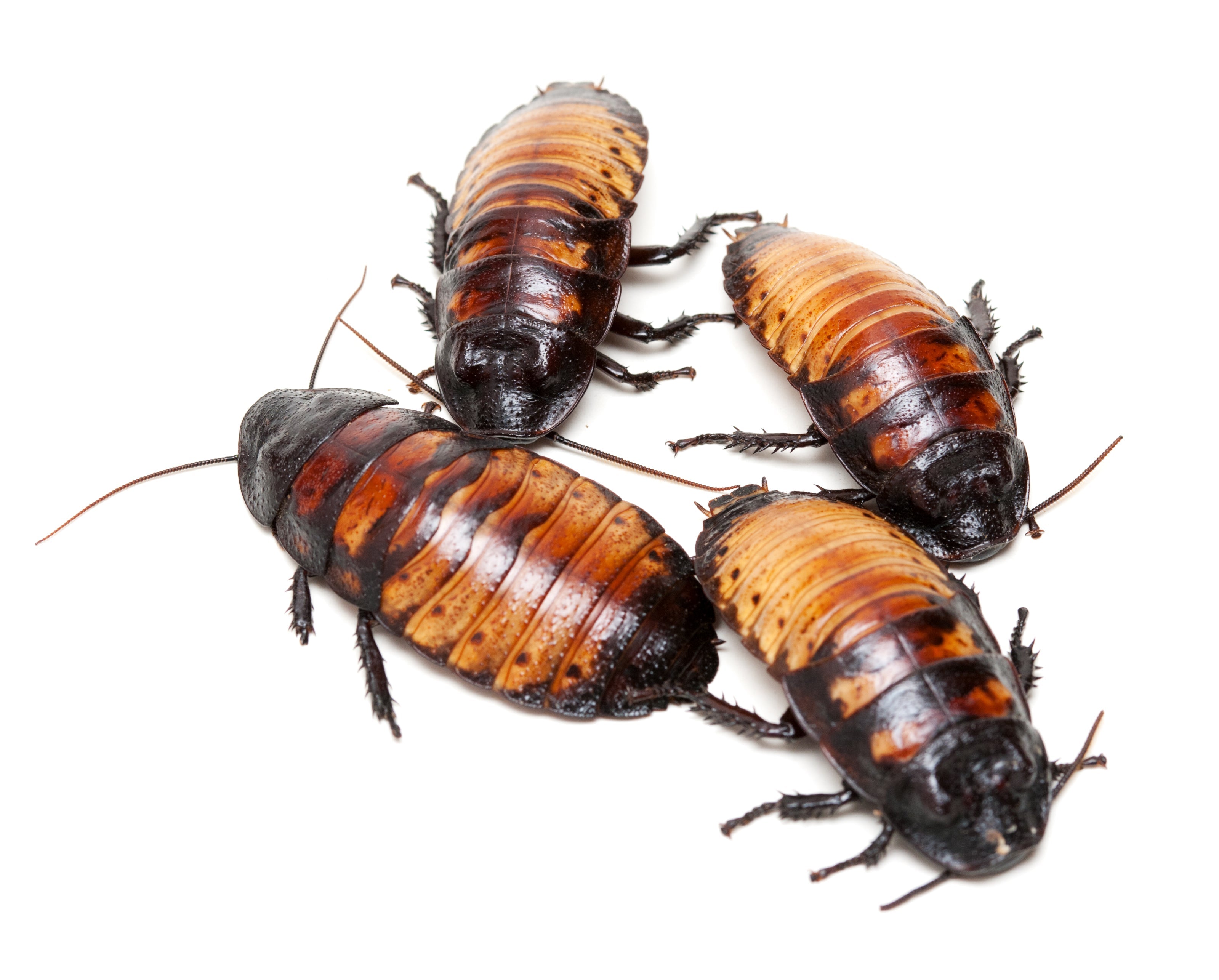 Madagascar Hissing Cockroaches for Sale - Adults