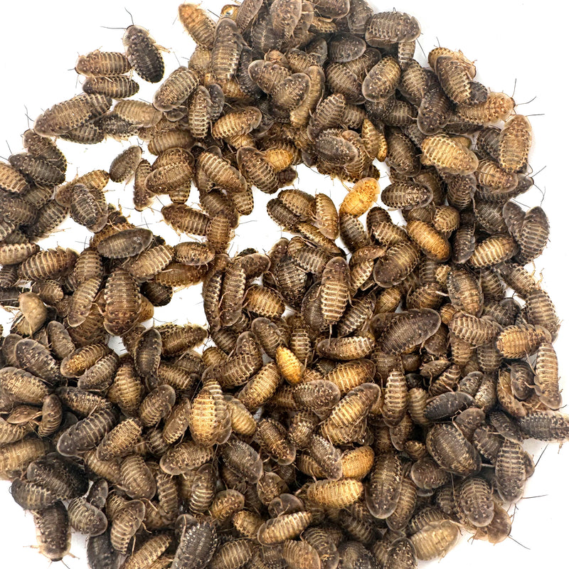 Group of 1/2 inch dubia roaches