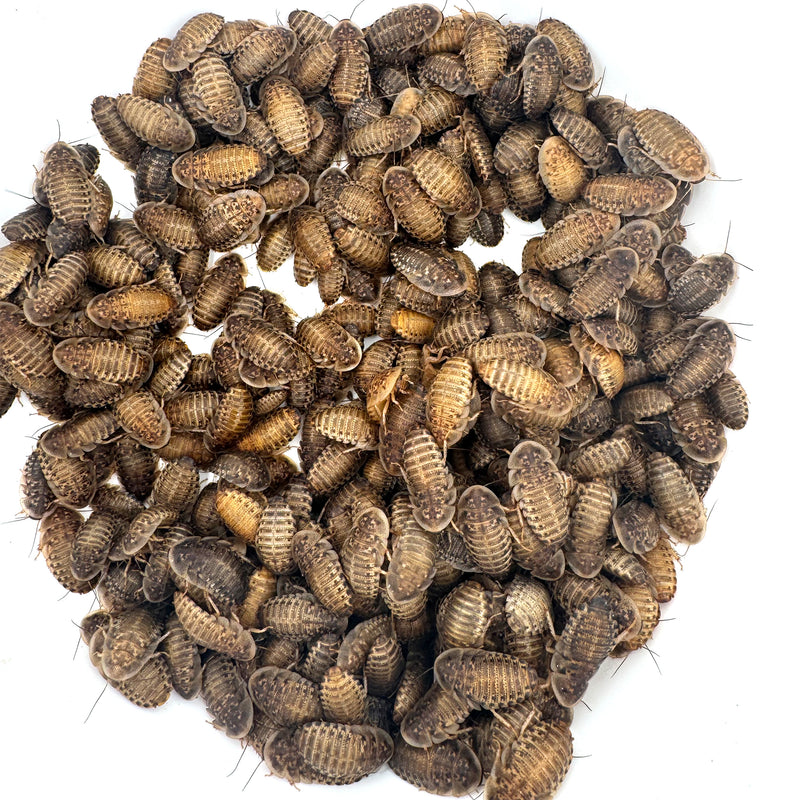 Group of 3/4 inch dubia roaches