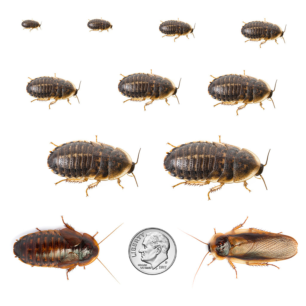 Dubia Roaches: LARGE Nymphs by the Pound (some adults)